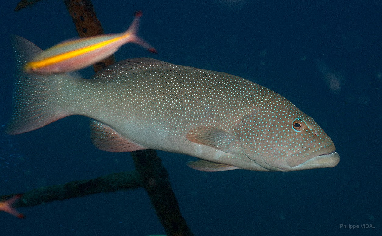 Thailand 2015 - Ko Tao - Merou Saumonee leopard - Plectropomus leopardus _IMG_3658_rc.jpg